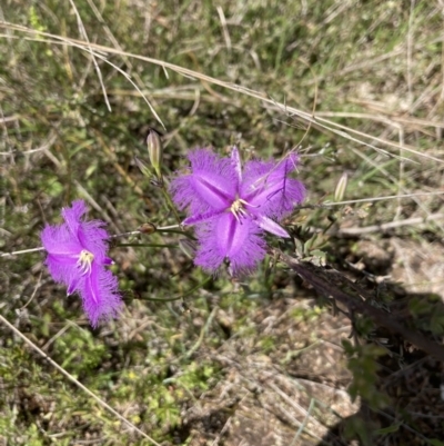 Thysanotus tuberosus subsp. tuberosus (Common Fringe-lily) at Black Mountain - 8 Nov 2022 by Jenny54
