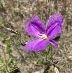 Thysanotus tuberosus subsp. tuberosus at Molonglo Valley, ACT - 8 Nov 2022 11:35 AM