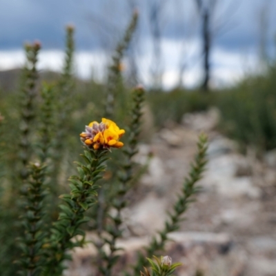 Oxylobium ellipticum (Common Shaggy Pea) at Tennent, ACT - 6 Nov 2022 by nathkay