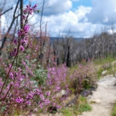 Indigofera australis subsp. australis (Australian Indigo) at Tennent, ACT - 6 Nov 2022 by nathkay