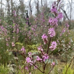 Indigofera australis subsp. australis (Australian Indigo) at Tennent, ACT - 6 Nov 2022 by nathkay