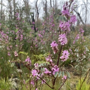 Indigofera australis subsp. australis at Tennent, ACT - 6 Nov 2022