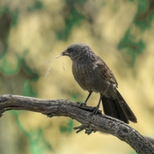 Struthidea cinerea at Stockinbingal, NSW - 6 Nov 2022