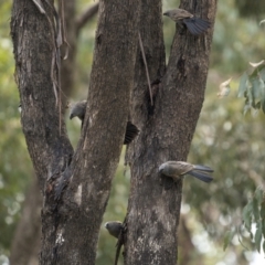 Struthidea cinerea at Stockinbingal, NSW - 6 Nov 2022