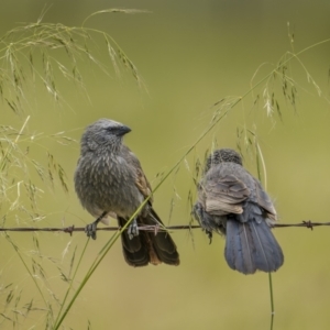 Struthidea cinerea at Stockinbingal, NSW - 6 Nov 2022