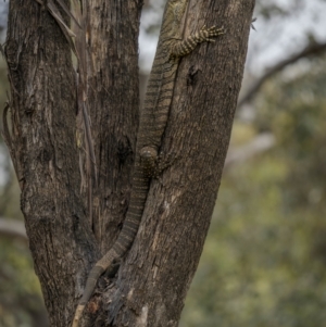 Varanus varius at Stockinbingal, NSW - 6 Nov 2022