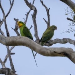 Polytelis swainsonii (Superb Parrot) at Stockinbingal, NSW - 6 Nov 2022 by trevsci