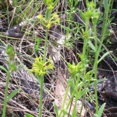 Pimelea curviflora var. sericea (Curved Riceflower) at Hawker, ACT - 5 Nov 2022 by sangio7