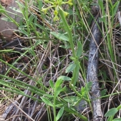 Pimelea curviflora var. sericea at Hawker, ACT - 6 Nov 2022