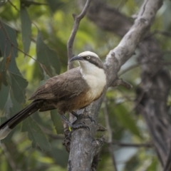 Pomatostomus temporalis temporalis (Grey-crowned Babbler) at Stockinbingal, NSW - 6 Nov 2022 by trevsci