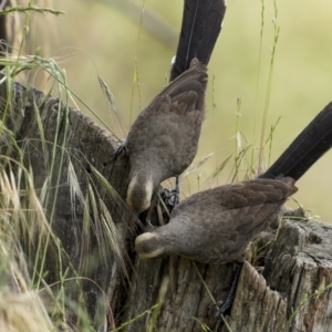 Pomatostomus temporalis temporalis at Stockinbingal, NSW - 6 Nov 2022