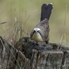 Pomatostomus temporalis temporalis at Stockinbingal, NSW - 6 Nov 2022