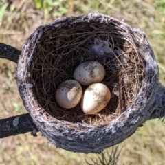 Rhipidura leucophrys (Willie Wagtail) at Balldale, NSW - 8 Nov 2022 by Darcy