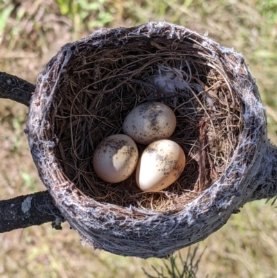 Rhipidura leucophrys (Willie Wagtail) at Kentucky State Forest - 7 Nov 2022 by Darcy