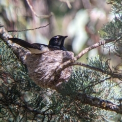 Rhipidura leucophrys at Balldale, NSW - 8 Nov 2022 09:49 AM