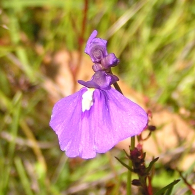 Utricularia dichotoma (Fairy Aprons, Purple Bladderwort) at Mount Taylor - 8 Nov 2022 by MatthewFrawley