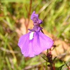 Utricularia dichotoma (Fairy Aprons, Purple Bladderwort) at Kambah, ACT - 8 Nov 2022 by MatthewFrawley