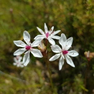 Burchardia umbellata at Kambah, ACT - 8 Nov 2022 11:57 AM