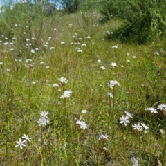 Burchardia umbellata at Kambah, ACT - 8 Nov 2022 11:57 AM