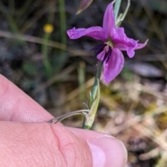 Arthropodium fimbriatum (Nodding Chocolate Lily) at Balldale, NSW - 7 Nov 2022 by Darcy