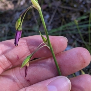 Arthropodium fimbriatum at Balldale, NSW - 8 Nov 2022