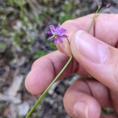 Arthropodium minus (Small Vanilla Lily) at Kentucky State Forest - 7 Nov 2022 by Darcy
