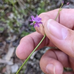 Arthropodium minus (Small Vanilla Lily) at Balldale, NSW - 8 Nov 2022 by Darcy
