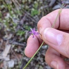 Arthropodium minus at Balldale, NSW - 8 Nov 2022