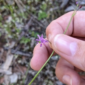 Arthropodium minus at Balldale, NSW - 8 Nov 2022 10:40 AM