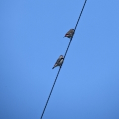 Stagonopleura guttata (Diamond Firetail) at Albury - 8 Nov 2022 by Darcy