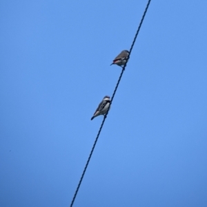 Stagonopleura guttata at Splitters Creek, NSW - suppressed