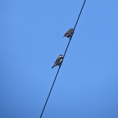 Stagonopleura guttata (Diamond Firetail) at Splitters Creek, NSW - 8 Nov 2022 by Darcy