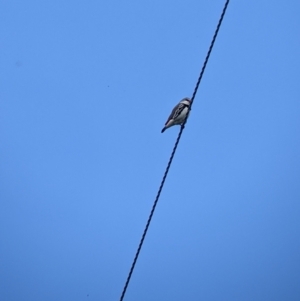 Stagonopleura guttata at Splitters Creek, NSW - suppressed