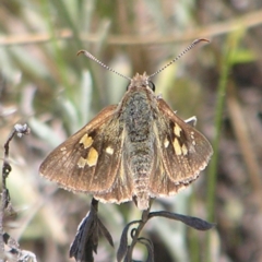 Trapezites phigalia (Heath Ochre) at Mount Taylor - 8 Nov 2022 by MatthewFrawley