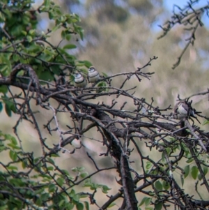 Stizoptera bichenovii at Splitters Creek, NSW - suppressed