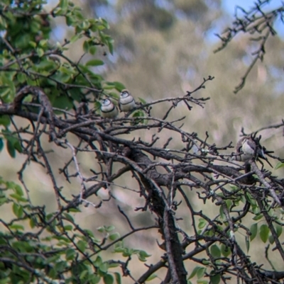 Stizoptera bichenovii (Double-barred Finch) at Splitters Creek, NSW - 8 Nov 2022 by Darcy