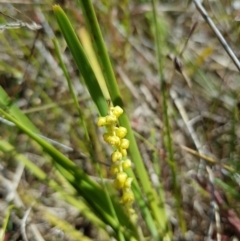 Lomandra filiformis subsp. coriacea (Wattle Matrush) at Mount Taylor - 8 Nov 2022 by MatthewFrawley