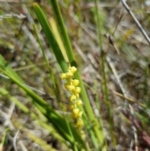 Lomandra filiformis subsp. coriacea at Kambah, ACT - 8 Nov 2022