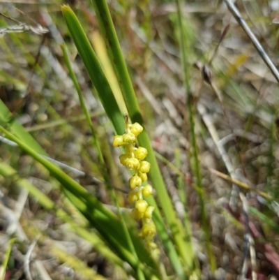 Lomandra filiformis subsp. coriacea (Wattle Matrush) at Mount Taylor - 8 Nov 2022 by MatthewFrawley