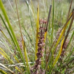 Lomandra multiflora (Many-flowered Matrush) at Mount Taylor - 8 Nov 2022 by MatthewFrawley