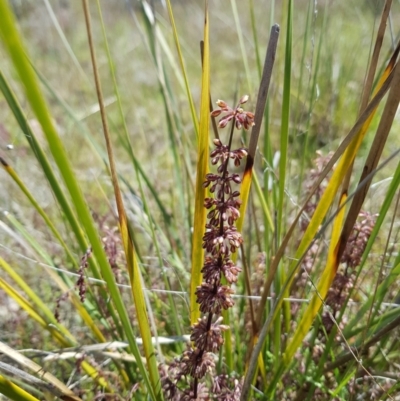 Lomandra multiflora (Many-flowered Matrush) at Kambah, ACT - 8 Nov 2022 by MatthewFrawley