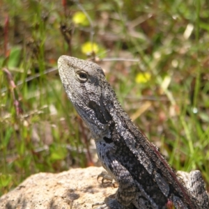 Amphibolurus muricatus at Kambah, ACT - 8 Nov 2022