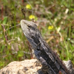Amphibolurus muricatus (Jacky Lizard) at Kambah, ACT - 8 Nov 2022 by MatthewFrawley