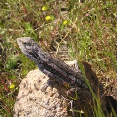 Amphibolurus muricatus at Kambah, ACT - 8 Nov 2022