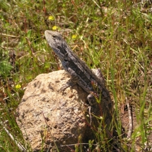 Amphibolurus muricatus at Kambah, ACT - 8 Nov 2022 12:28 PM