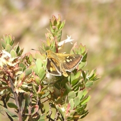 Trapezites luteus (Yellow Ochre, Rare White-spot Skipper) at Kambah, ACT - 8 Nov 2022 by MatthewFrawley