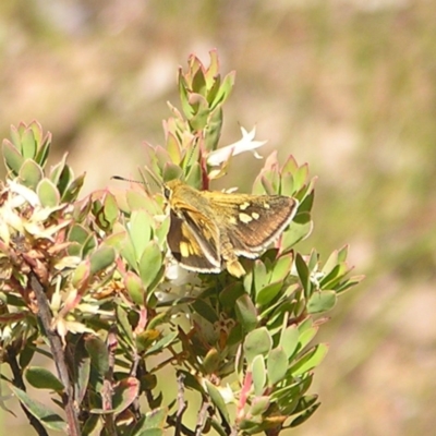 Trapezites luteus (Yellow Ochre, Rare White-spot Skipper) at Mount Taylor - 8 Nov 2022 by MatthewFrawley