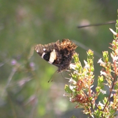 Vanessa itea (Yellow Admiral) at Mount Taylor - 8 Nov 2022 by MatthewFrawley