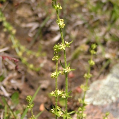 Galium gaudichaudii subsp. gaudichaudii (Rough Bedstraw) at Mount Taylor - 8 Nov 2022 by MatthewFrawley
