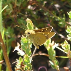 Trapezites luteus (Yellow Ochre, Rare White-spot Skipper) at Kambah, ACT - 8 Nov 2022 by MatthewFrawley